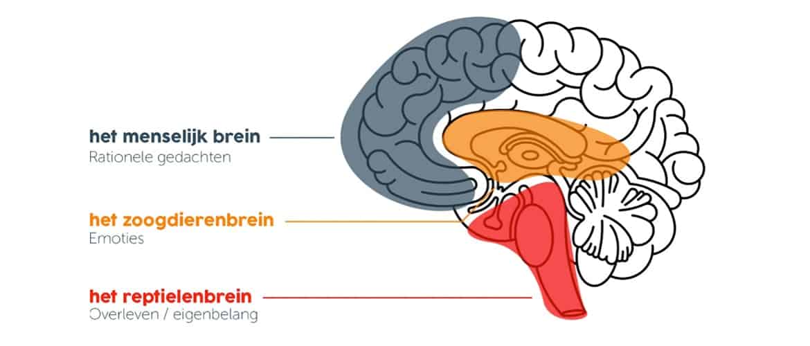 reptielenbrein